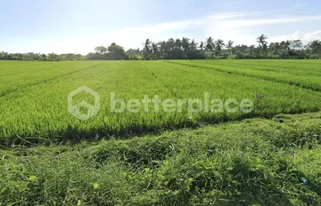 Unveil Tranquility: Expansive Land in Kedungu, Bali – Your Oasis of Possibilities!