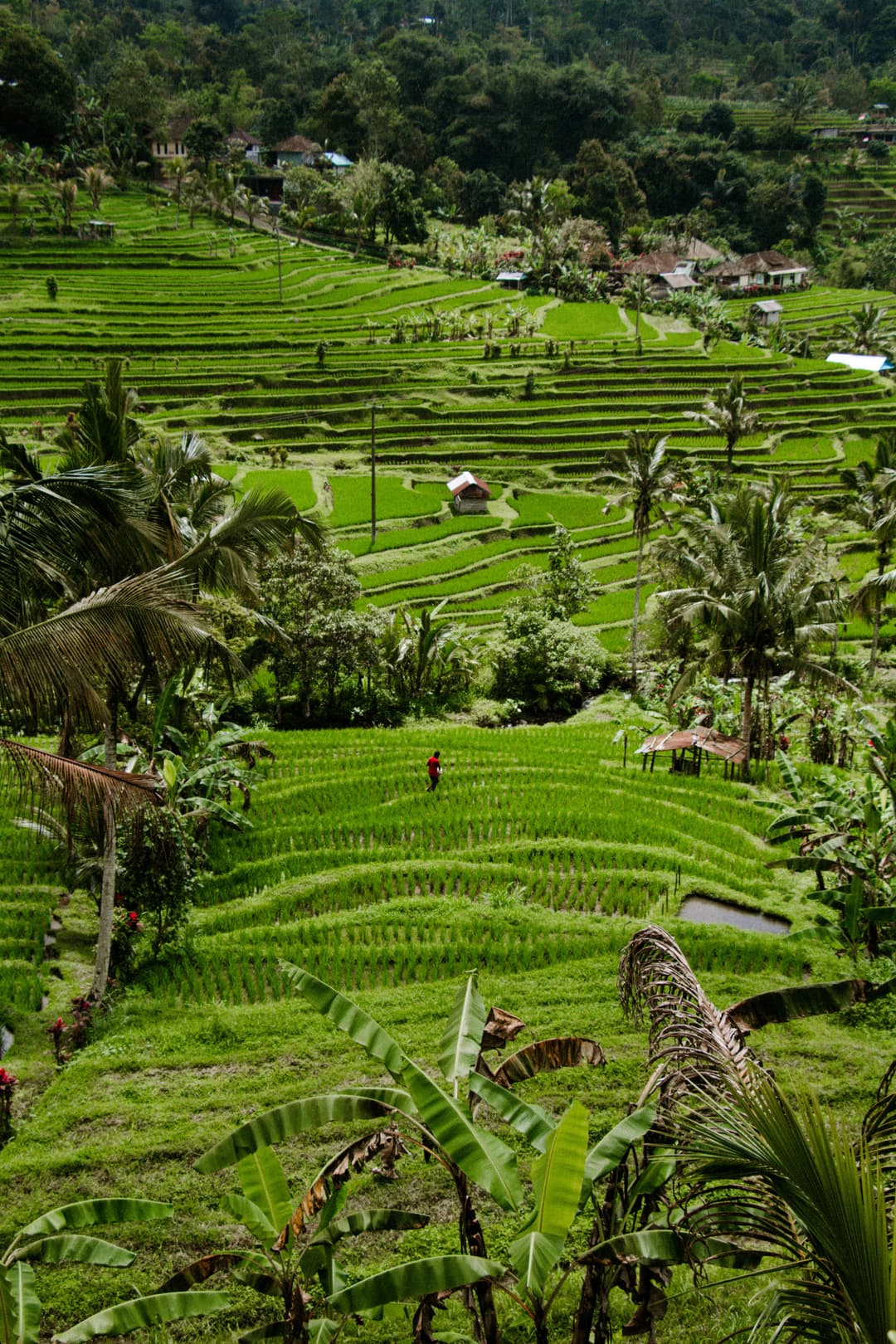 Bali Bedugul & Tanah Lot - Image 7