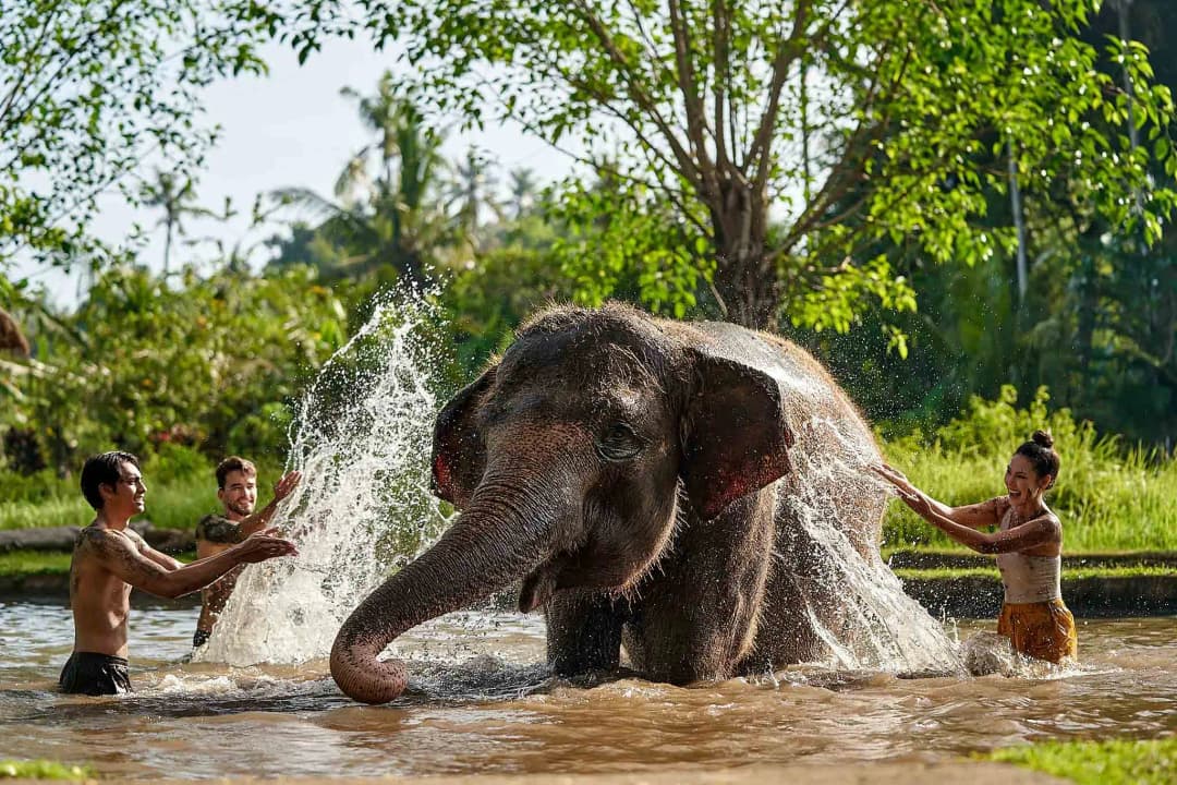 Elephant Mud Fun at Bali Zoo